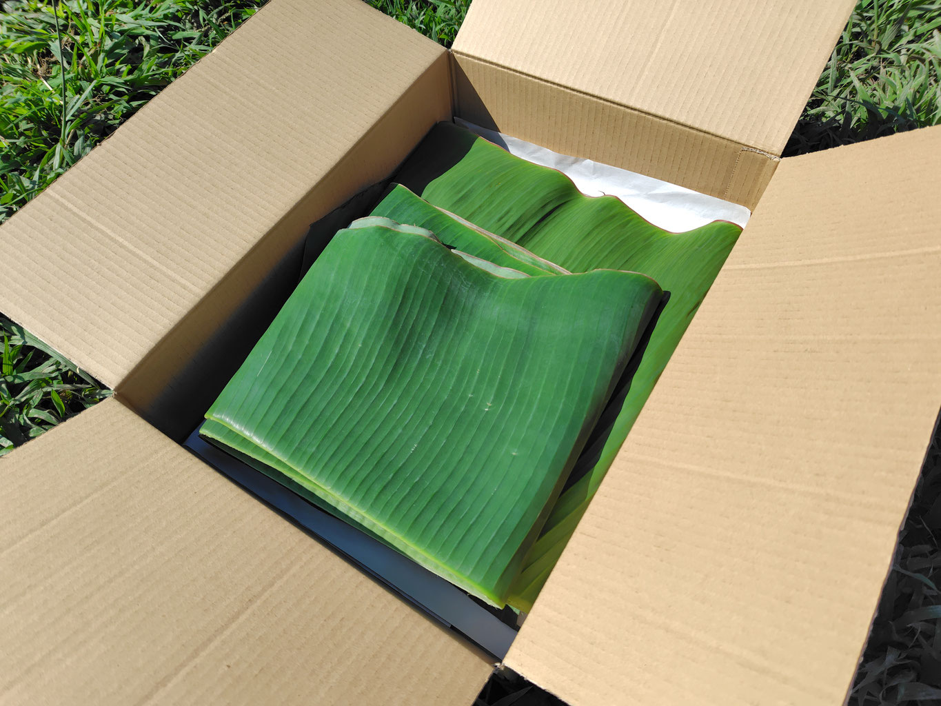 沖縄産　新鮮なバナナの葉　葉っぱ　リーフ　5kg Amazon.co.jp: 沖縄県産 バナナ葉(3枚)長さ約85cm-130cm幅約40cm-60cm