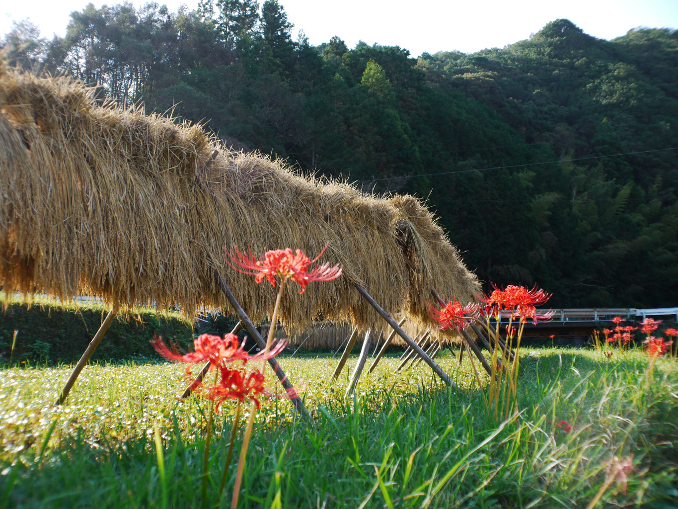 稲わら＜無農薬・無化学肥料の自然農法＞ - 矢戸田自然塾 自然農法（無