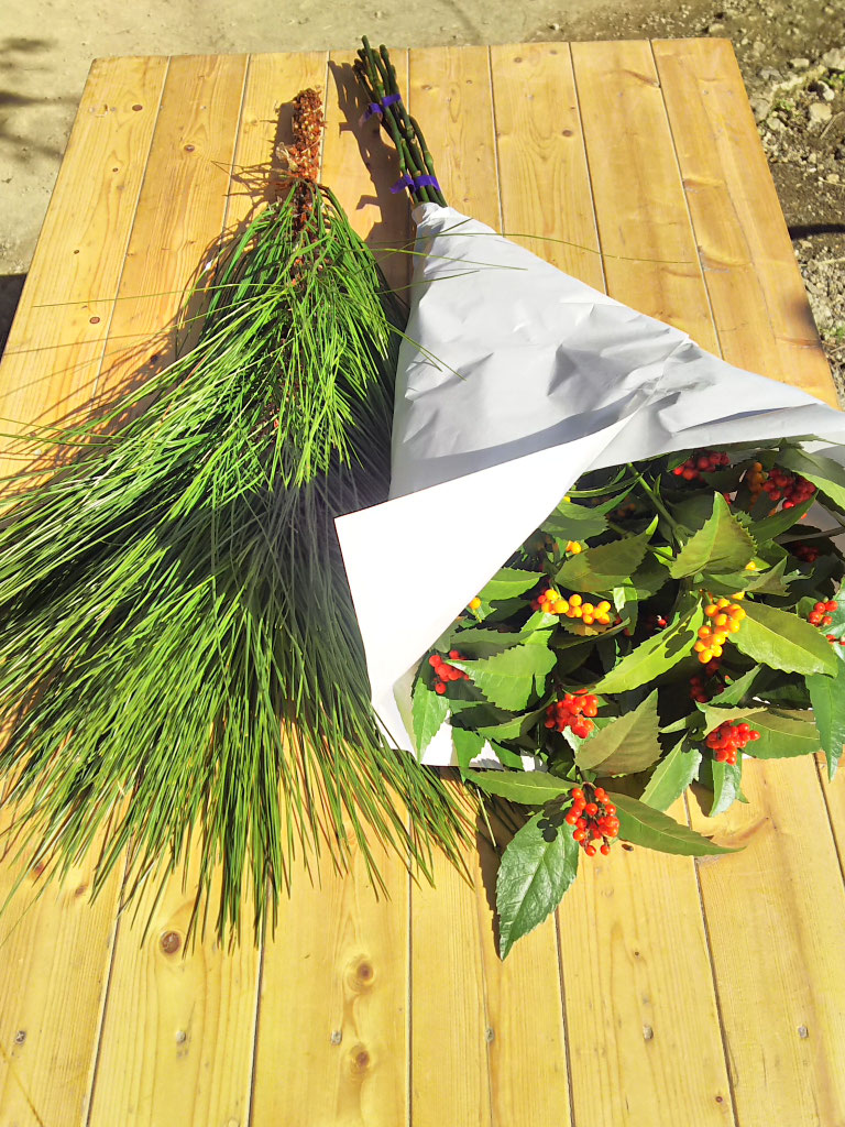 大王松の葉 30束 大王松(ダイオウショウ)とは？ 意味や使い方 - コトバンク