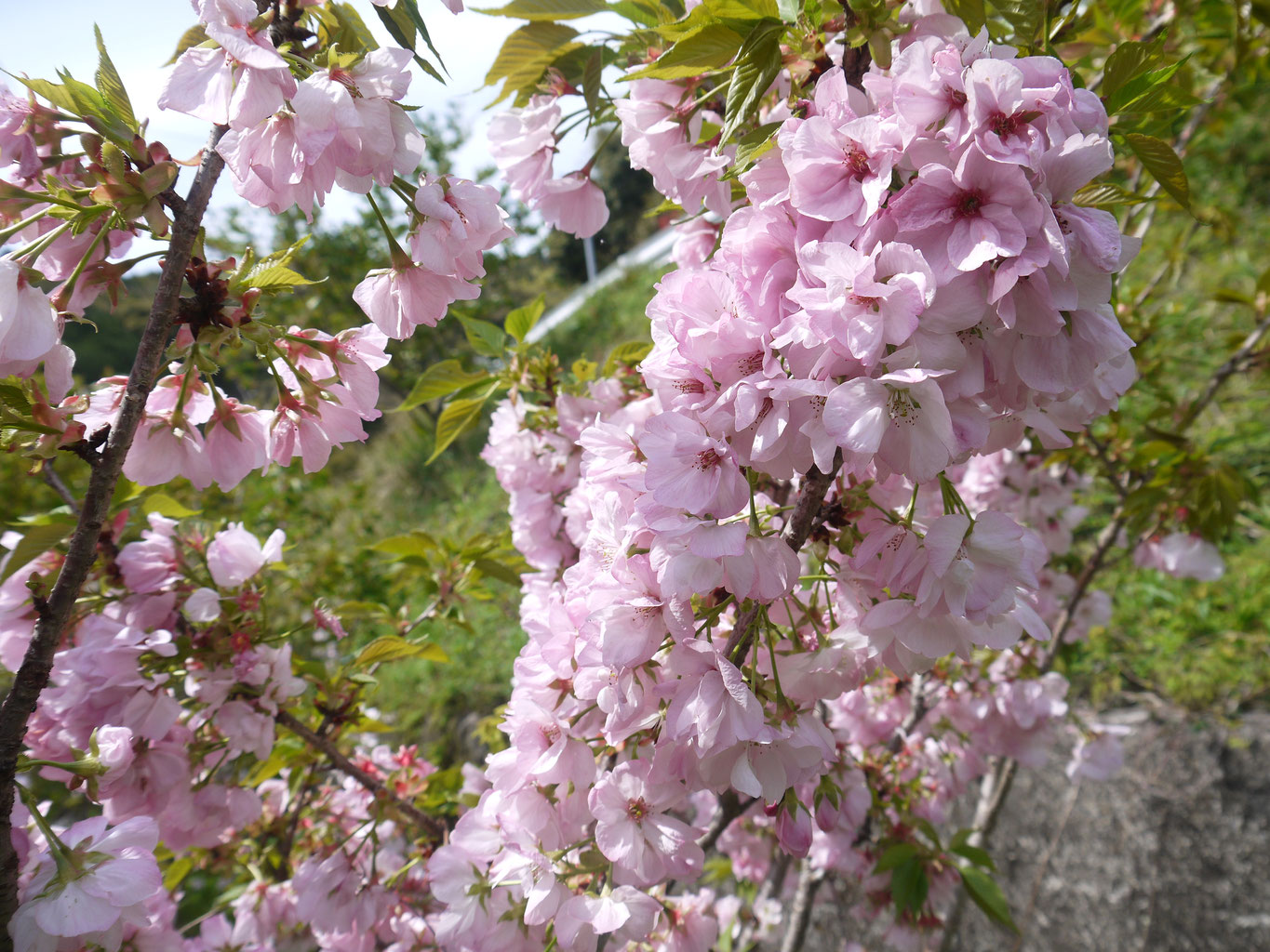 紀州ぼたん桜 自然農法 無農薬 無肥料 矢戸田自然塾 自然農法 無農薬 無化学肥料 無肥料 の野菜 梅を和歌山の山あいから宅配 農家民泊