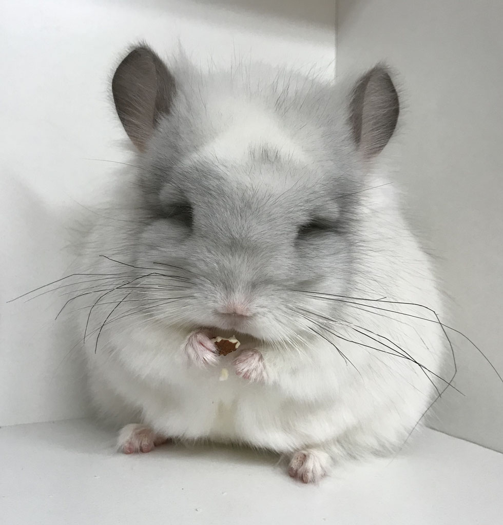 Royal Persian Angora u. Träger www.chinchillawaldviertel Startseite