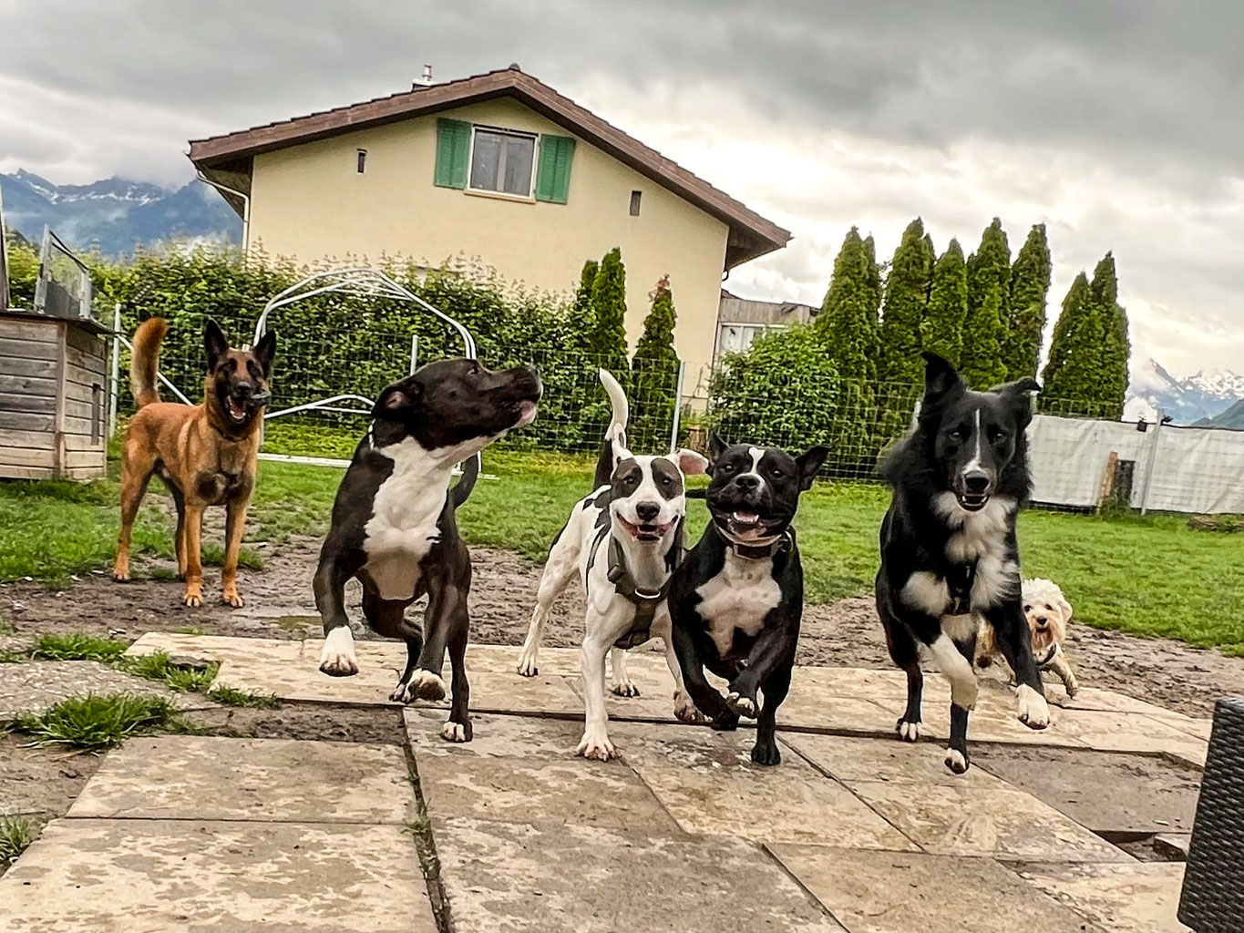 Hundesitting Hundeschule, Hundetrainer, Welpen, Welpenschule