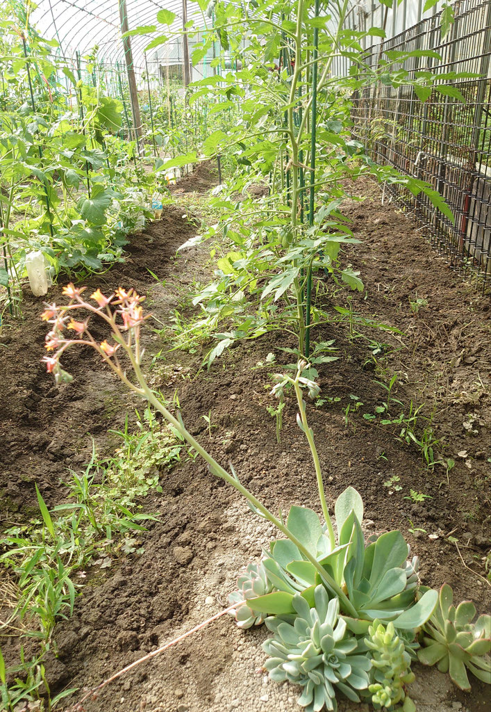 夏野菜 ハウス栽培 オーガニック シェア農園 ジビエ教室 冒険遊び場 農ライフ勉強会