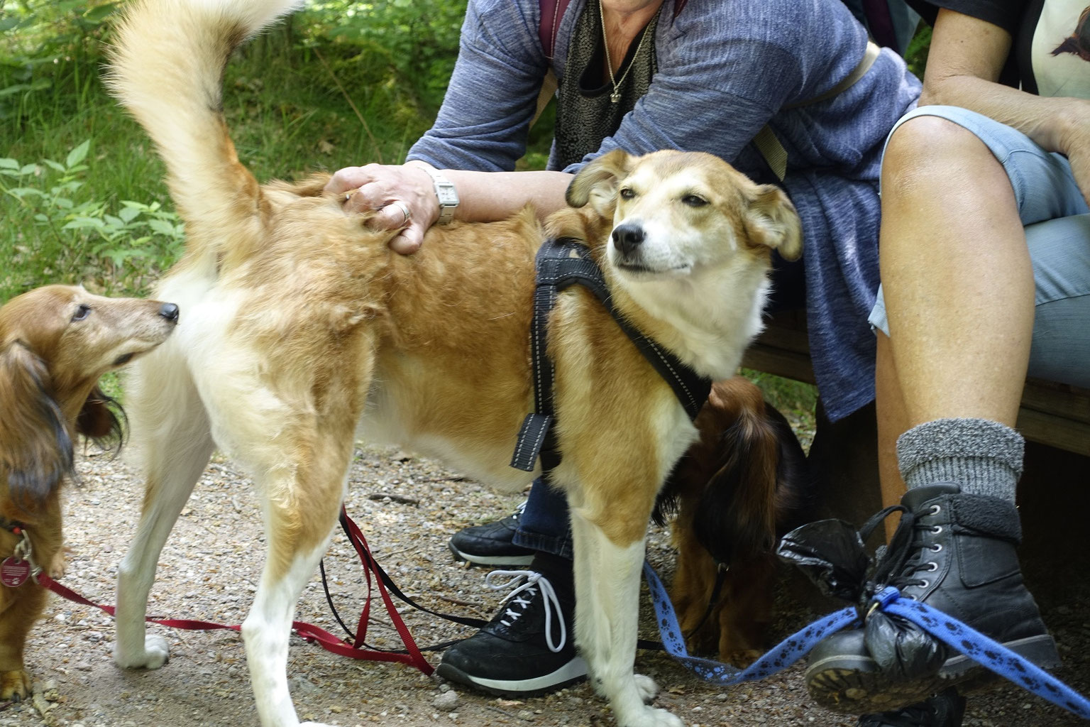 Galerie Hundeschule Canisland® Mensch und Hund auf einer Welle