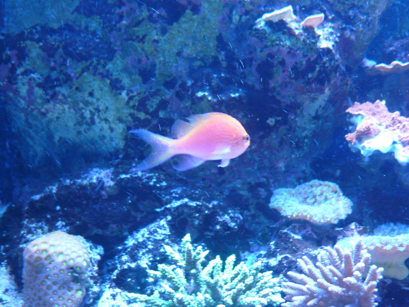 歌のコンサート shikakuqueen ページ！