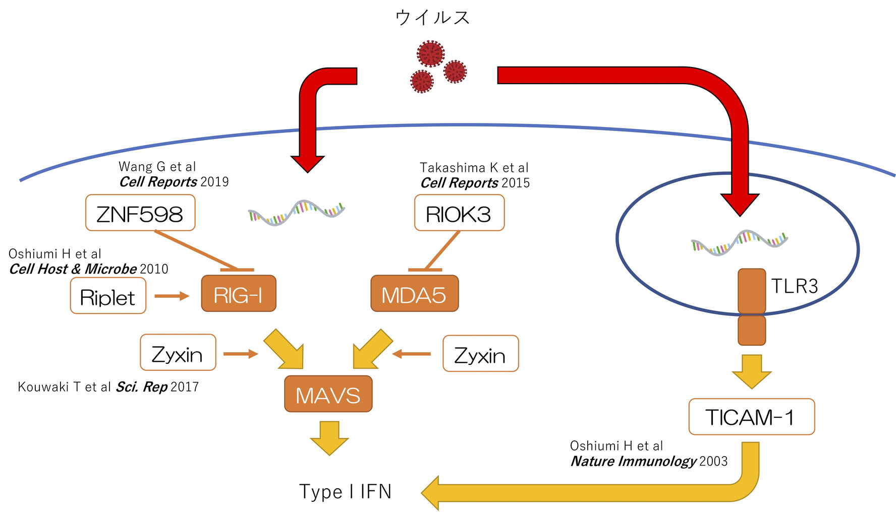 感染症と免疫応答 免疫学講座 熊本大学 医学部 大学院医学教育部 修士 博士