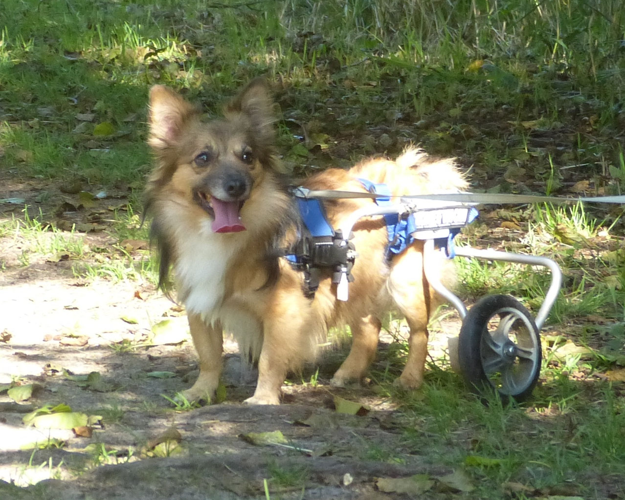 Hunde und Katzen in (Dauer)pflegestellen in Deutschland WHITE PAW