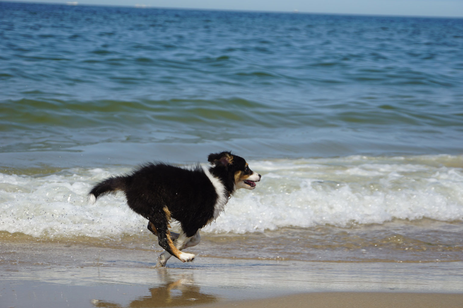 Texel mit Hund Ferienhaus De Lepelaar, Roggeslootweg 742 De Cocksdorp