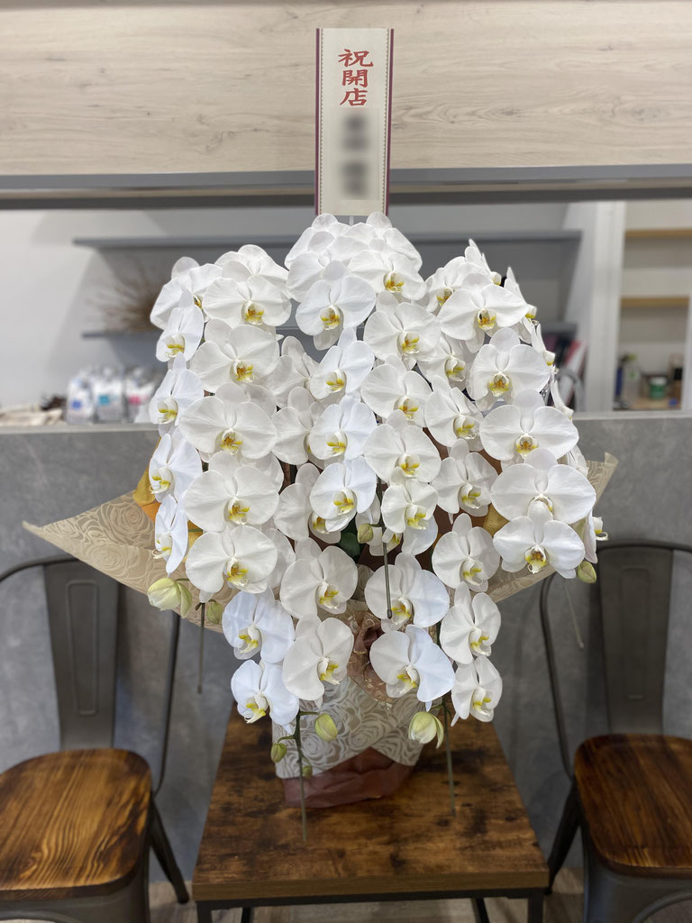 胡蝶蘭5本立 - 花の店 樹風花