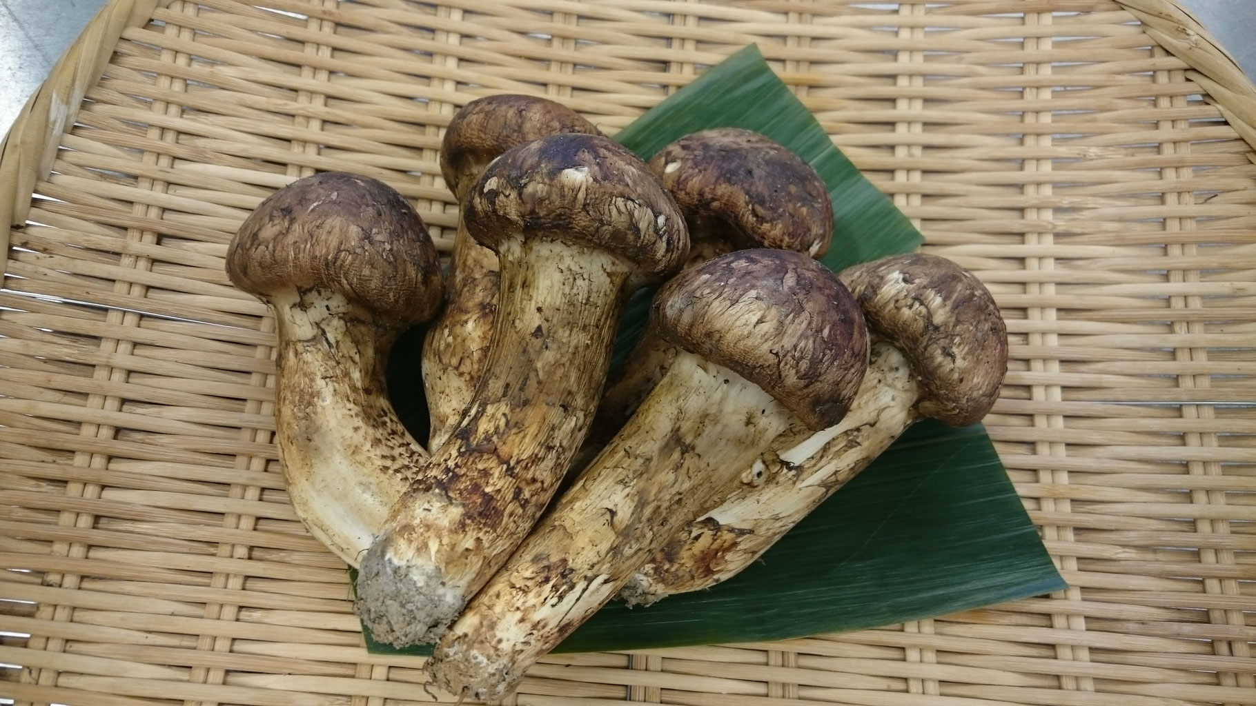 初マツタケ