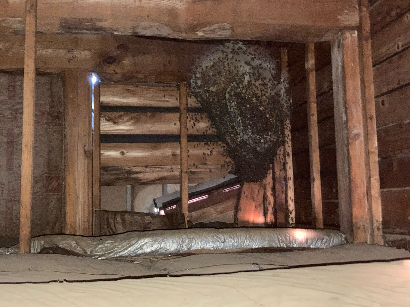 屋根裏に和蜂の巨大な巣を発見！ - NPO法人 中延日本蜜蜂保存会