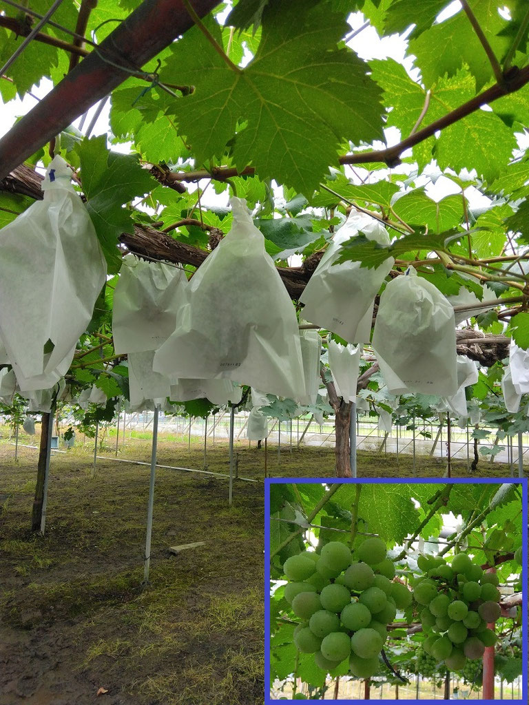 ぶどうの袋掛けのお手伝い - 瀬戸内とりはら農園
