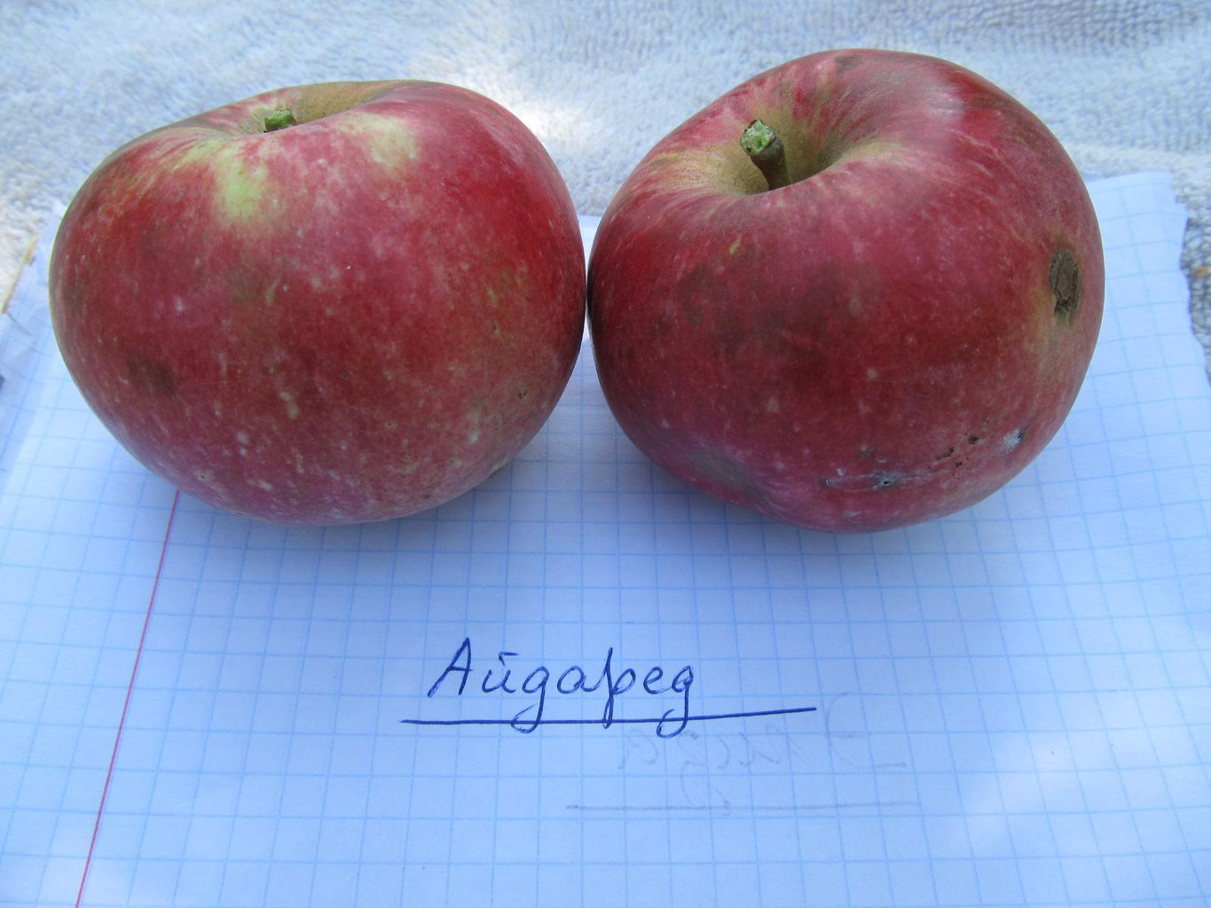 Три кращих сорти яблук для вирощування