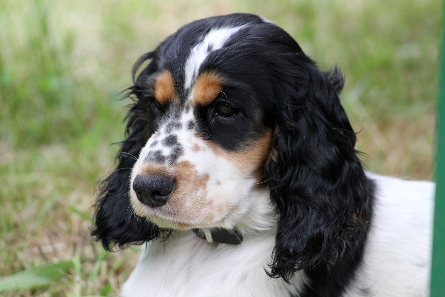 Jagdspaniels Cocker Spaniel Jagdhunde Vomschwarzenbock Jimdo Com