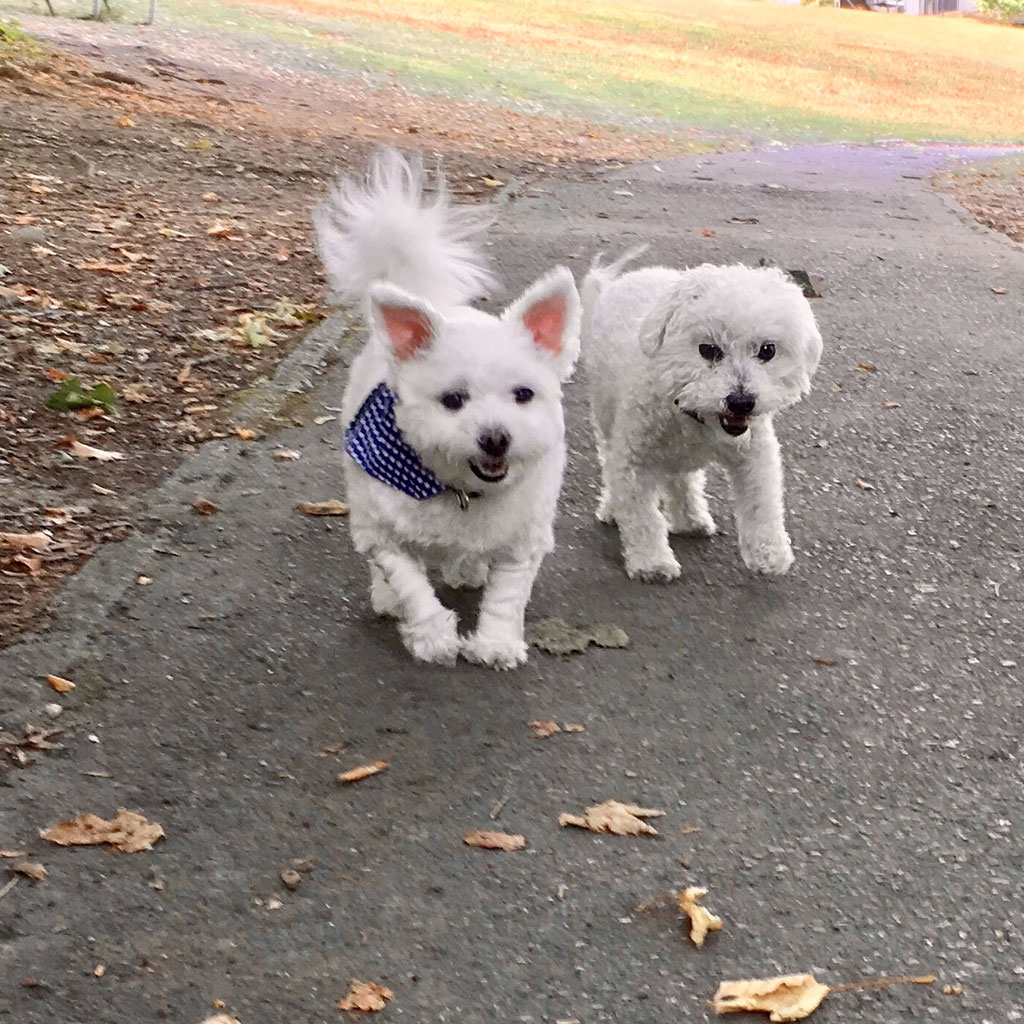 CITYPET Pet Care & Dog Walking Zürich City