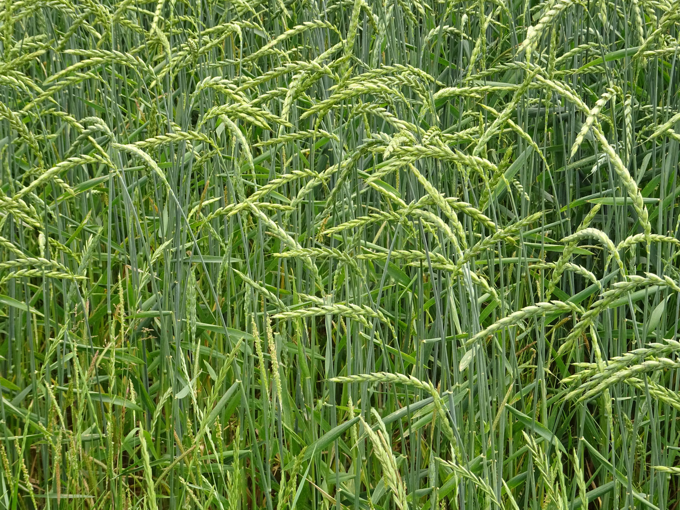 Sakramente - Blog der Arenberger Dominikanerinnen