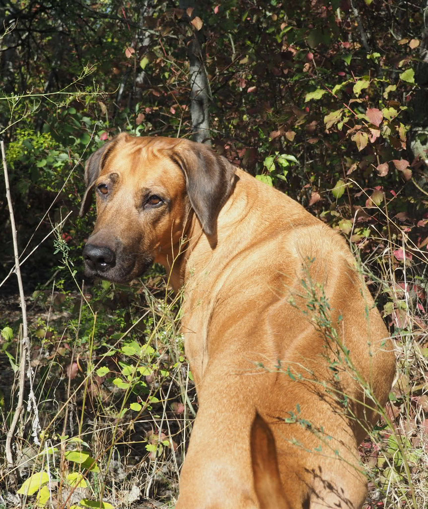 Malaika - Uzima - Rhodesian Ridgebacks