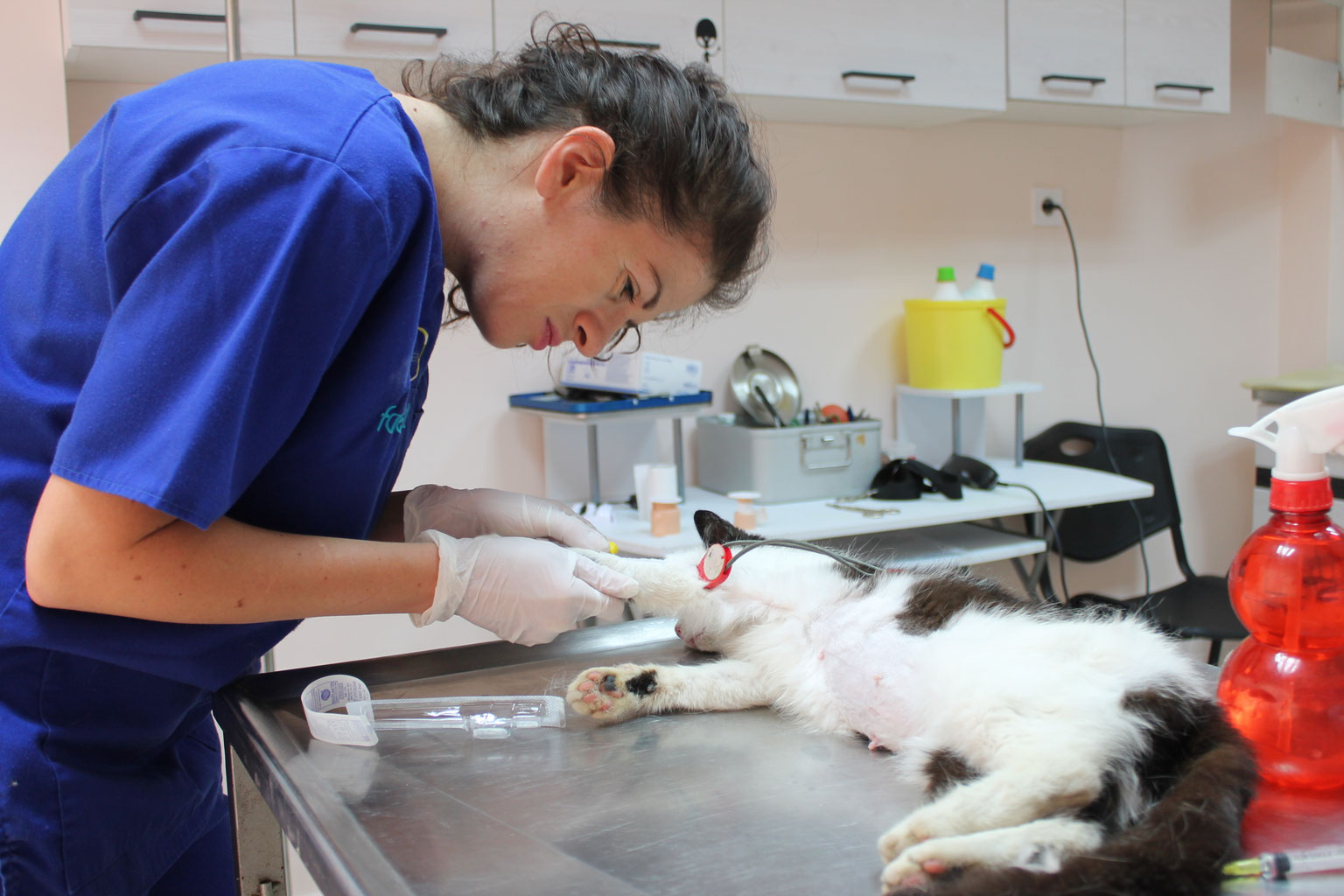 Streunerhilfe Bulgarien E V Gemeinsam Fur Strassentiere