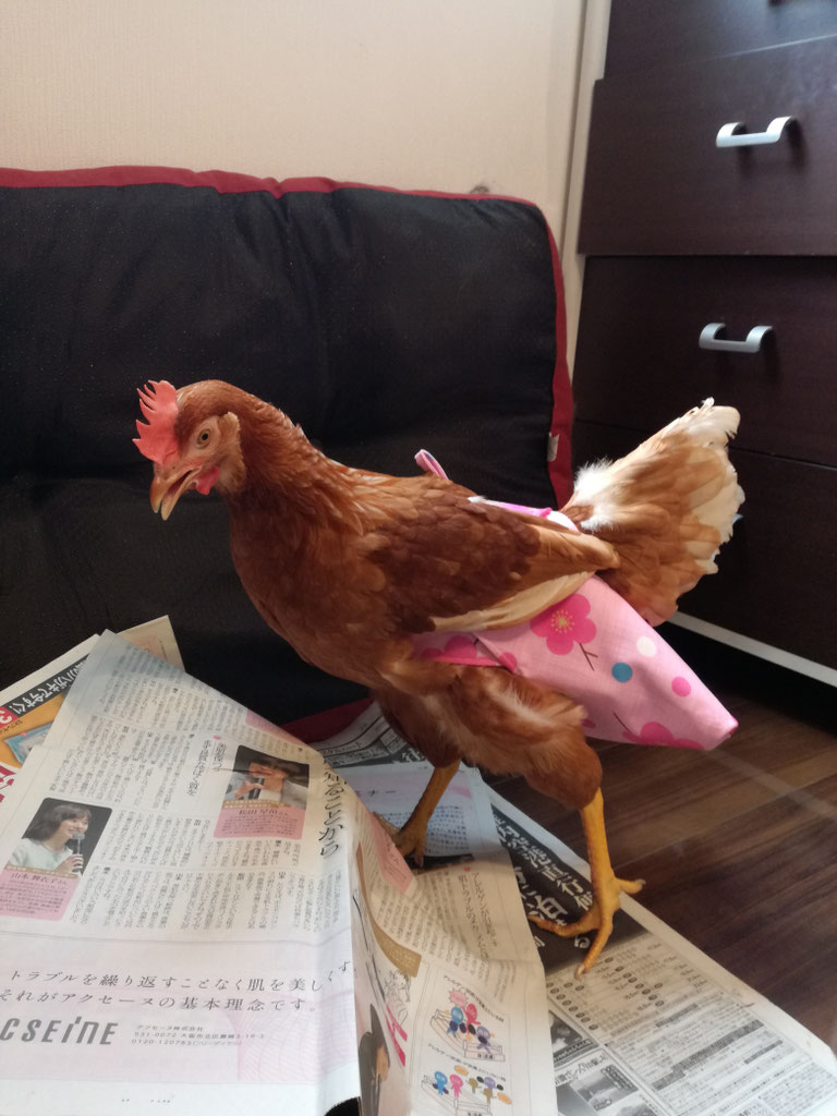 お客様の声2 CUSTOMER'S VOICE - トリトレット～鳥用おむつ～