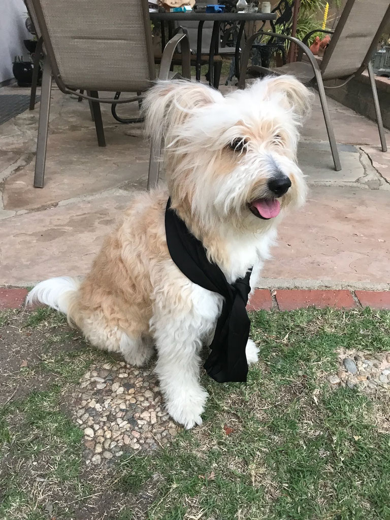Ruff Beginnings Rehab featured Rescue Dogs in Training Ruff