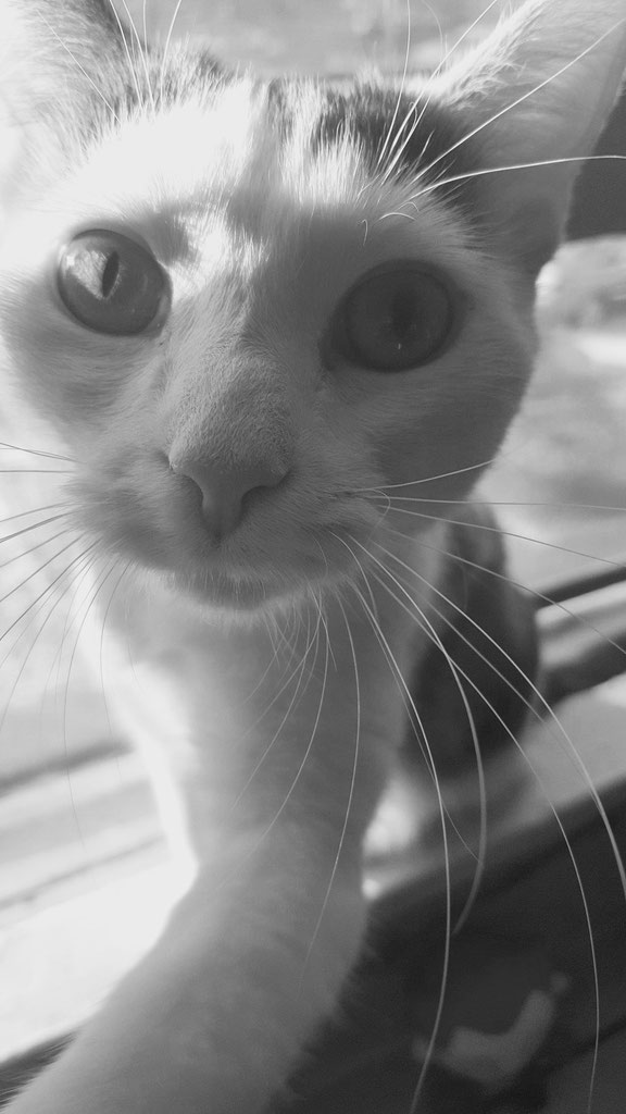 My cat won't use the litter box! HELP! Ruff Beginnings Rehab Dog