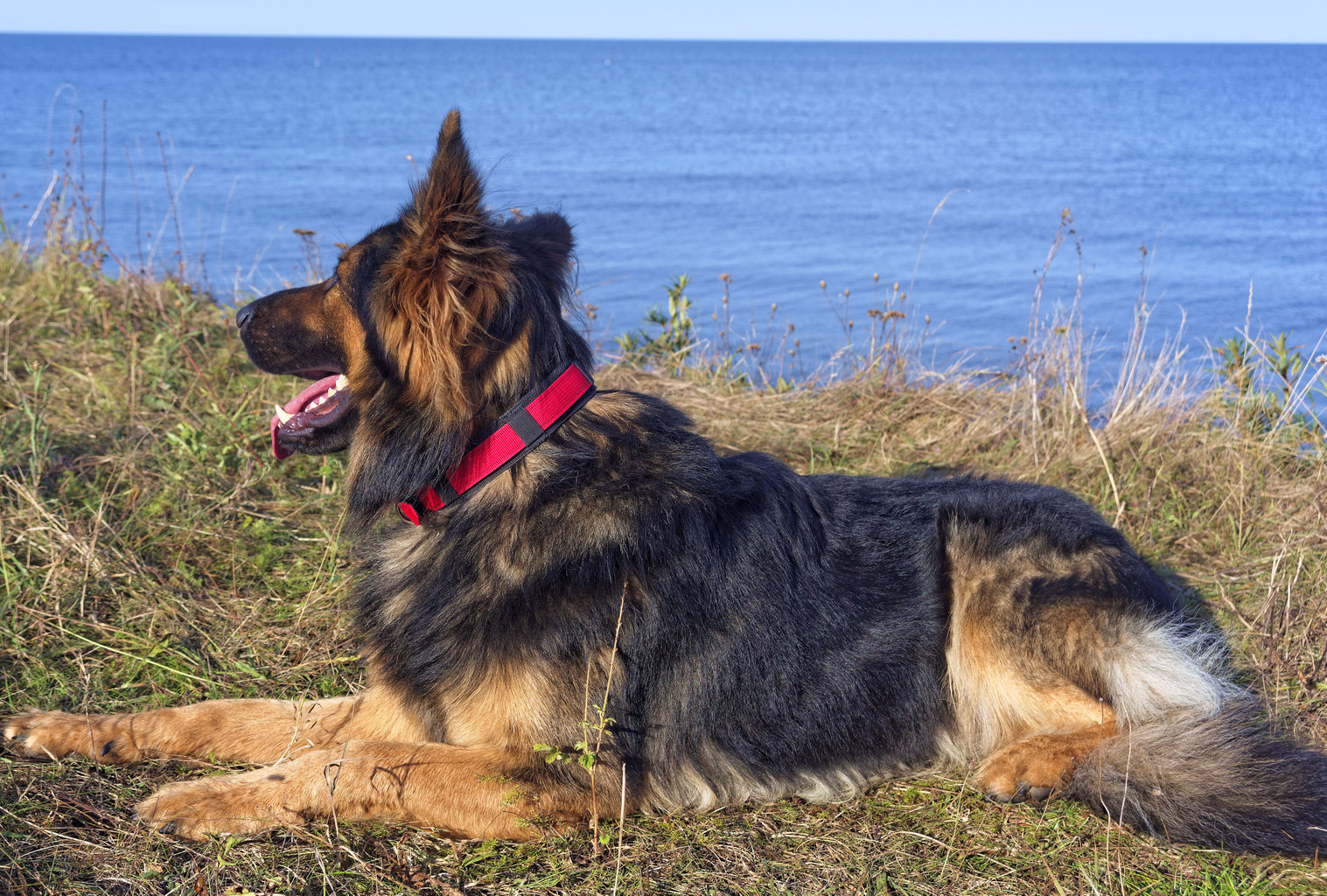 Wie findet die Zecke den Hund? ambergarden