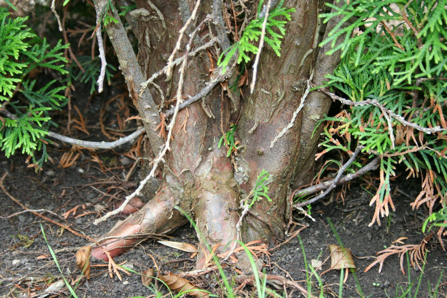 Thuja Wurzeln entfernen Anleitung, wie es gelingt schaeferbrueckes