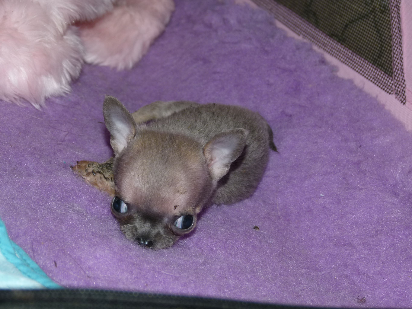 Chihuahua nain, une santé compliquée ! Élevage de Chihuahua Chihuahua nain, une santé compliquée ! Élevage de Chihuahua