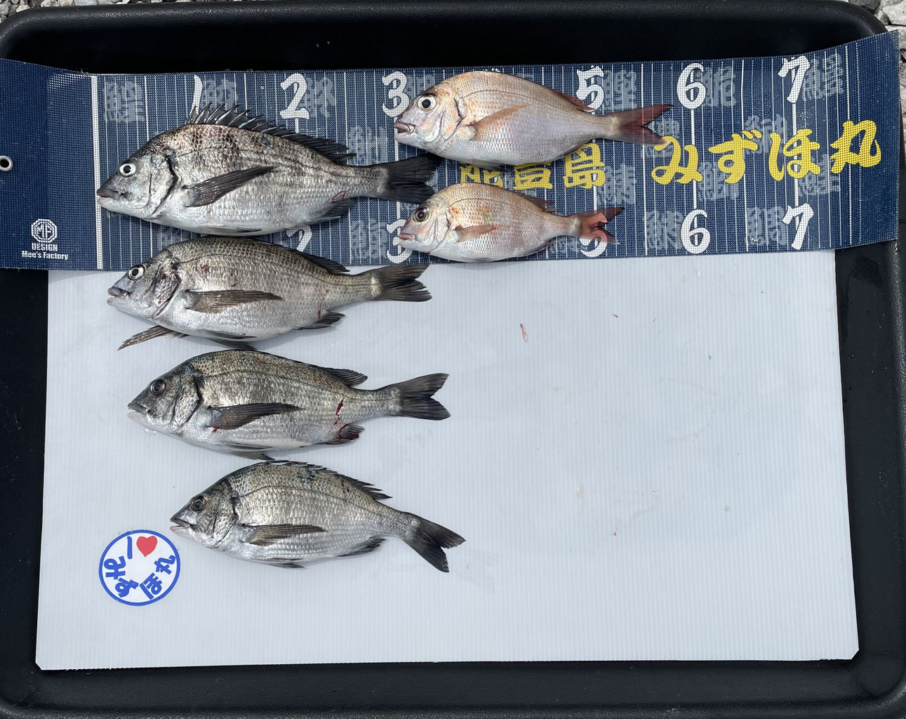 5月釣果 - 大久保の釣り筏!!能登島の七尾北湾で釣り筏! チヌやアジを狙える