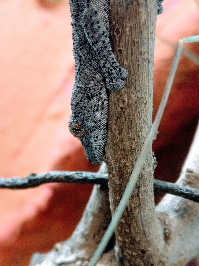 Strophurus williamsi Östlicher Stachelschwanzgecko Sauriakeller