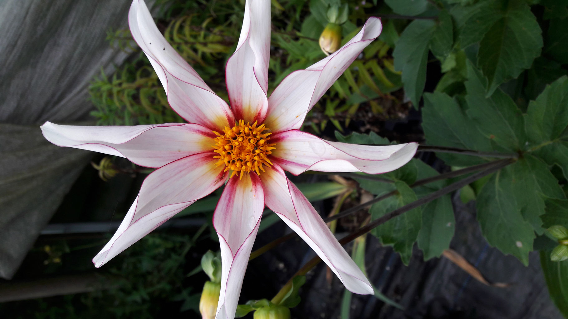 DAHLIA Honka Fragile - Website of Camolin Potting Shed 