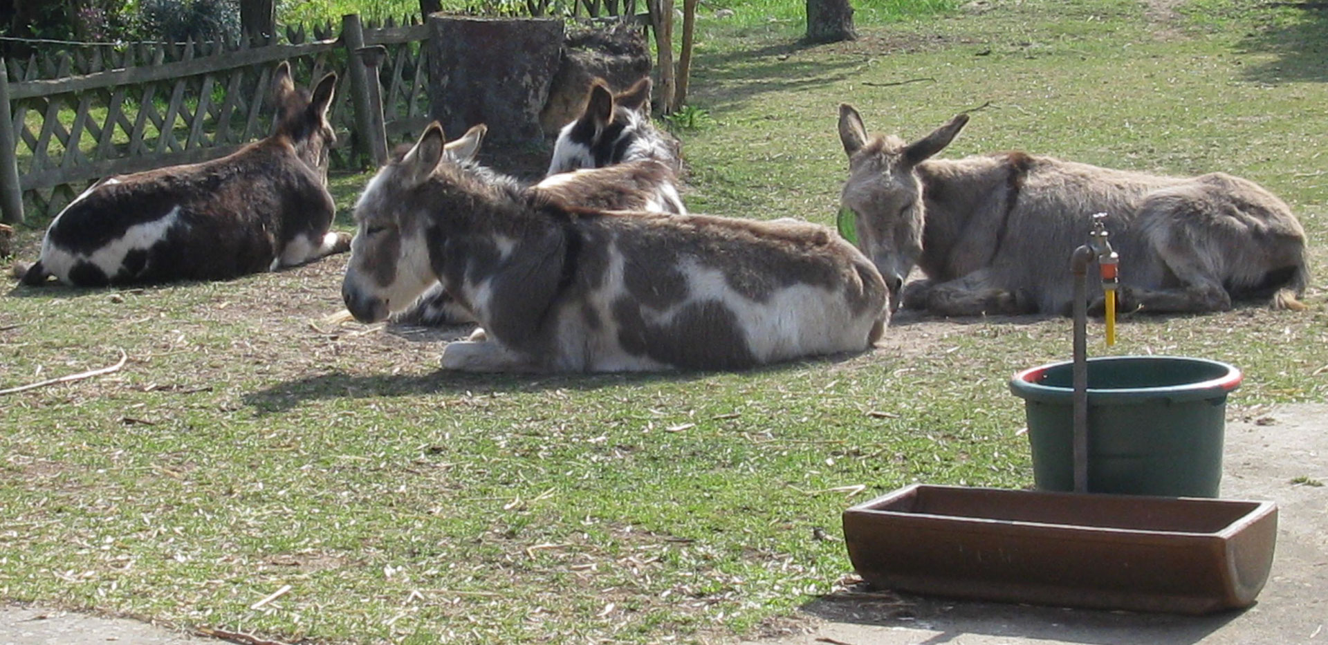Esel kennenlernen