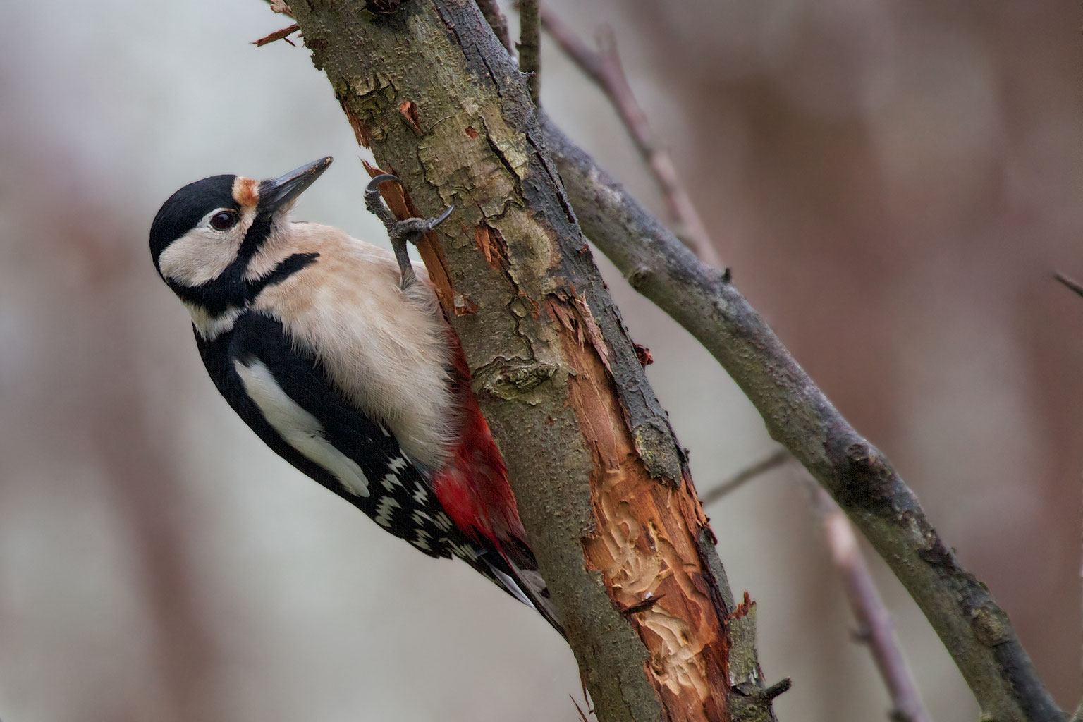 Spechte - denise nussbaum