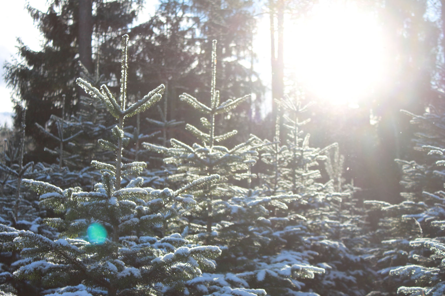 Weihnachtsbaumschlagen Als Weihnachtsfeier Bei Magdeburg Harzer Tanne Weihnachtsbaume Aus Dem Harz