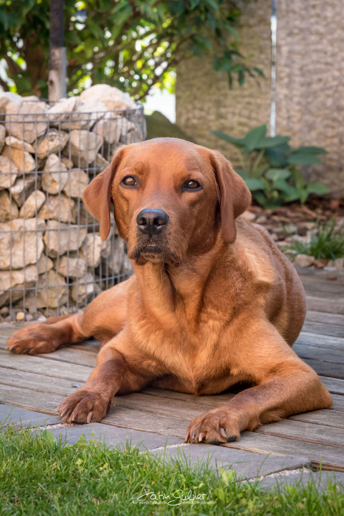 Labradorhündin Ruby - Foxred Labradorzucht "Diamond of Red ...