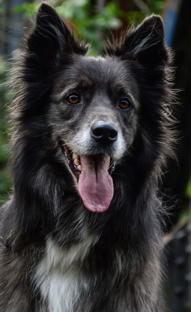 Der Hund sieht mit der Nase… Hundeverhaltenstherapie