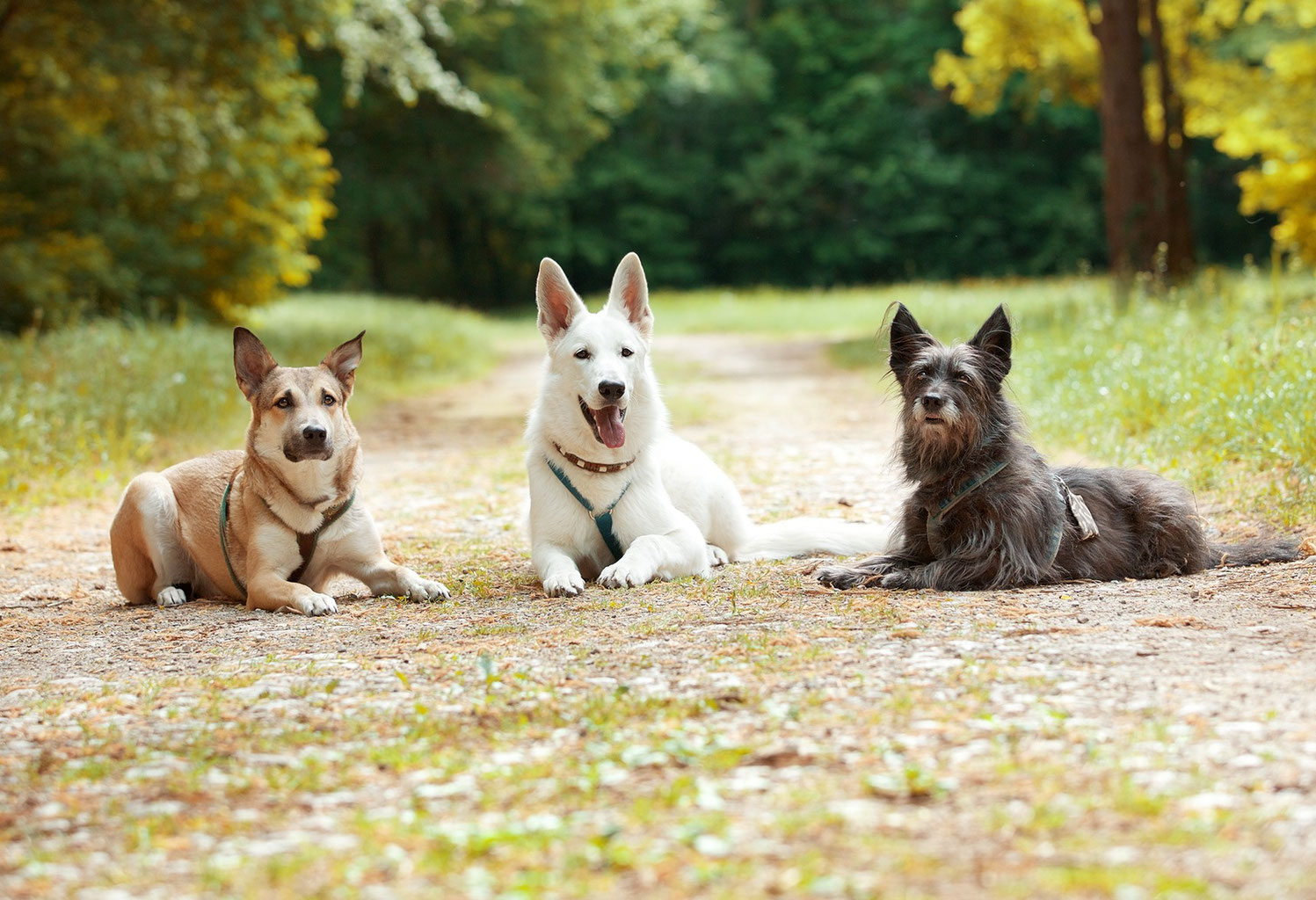mag claudia haider kasztler voht gemeinnutzige interessensgemeinschaft von hundeverhaltenstrainerinnen und hundeverhaltensberaterinnen