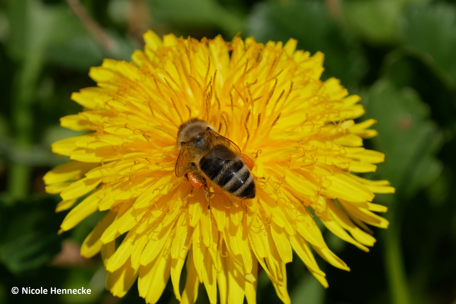 Unsere Imkerei im April 2020 nicolehenneckes Webseite!