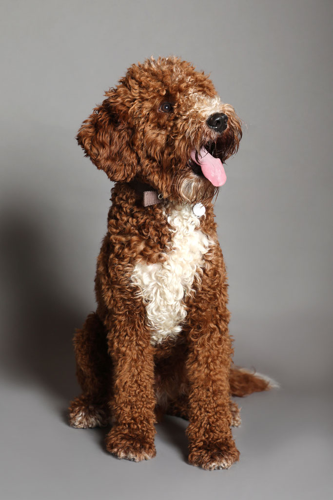 Labradoodle braun store