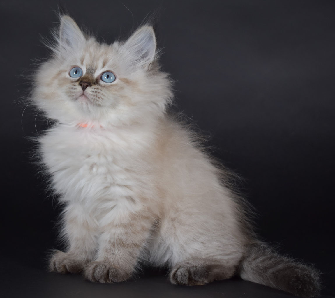 Prenotare cuccioli di gatto siberiano Gemme del Nord