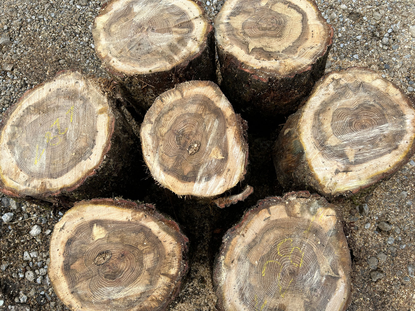 玉切り丸太の販売（ナラ＆カシ玉切り丸太）