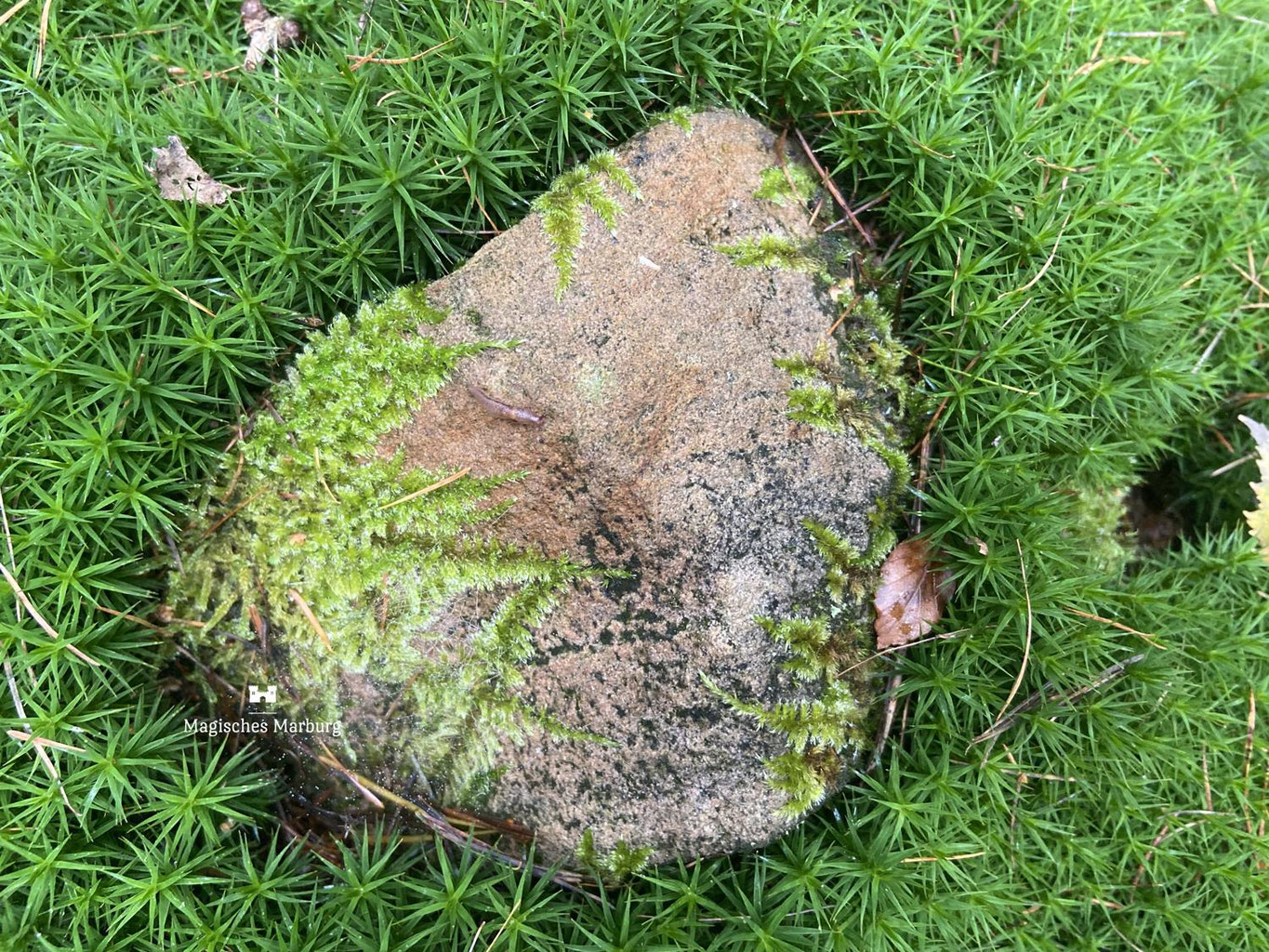 Die Miniaturwelt der Moose, Flechten, Farne & Pilze - Magisches Marburg