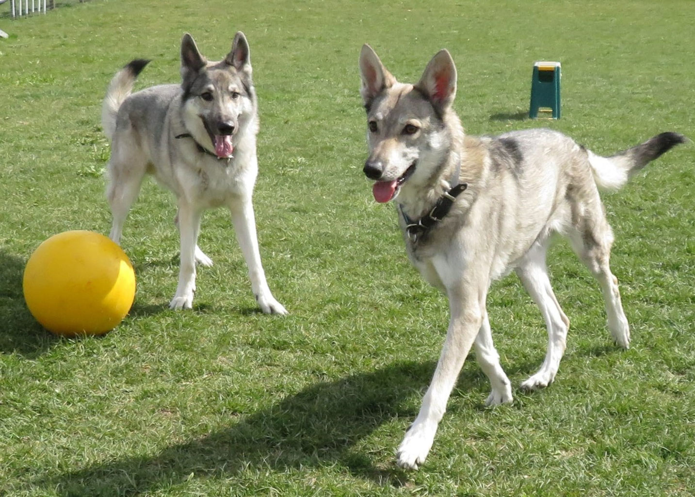 Hundstage Hundsferien Hundeschule Flydog Hunde Schulzentrum für