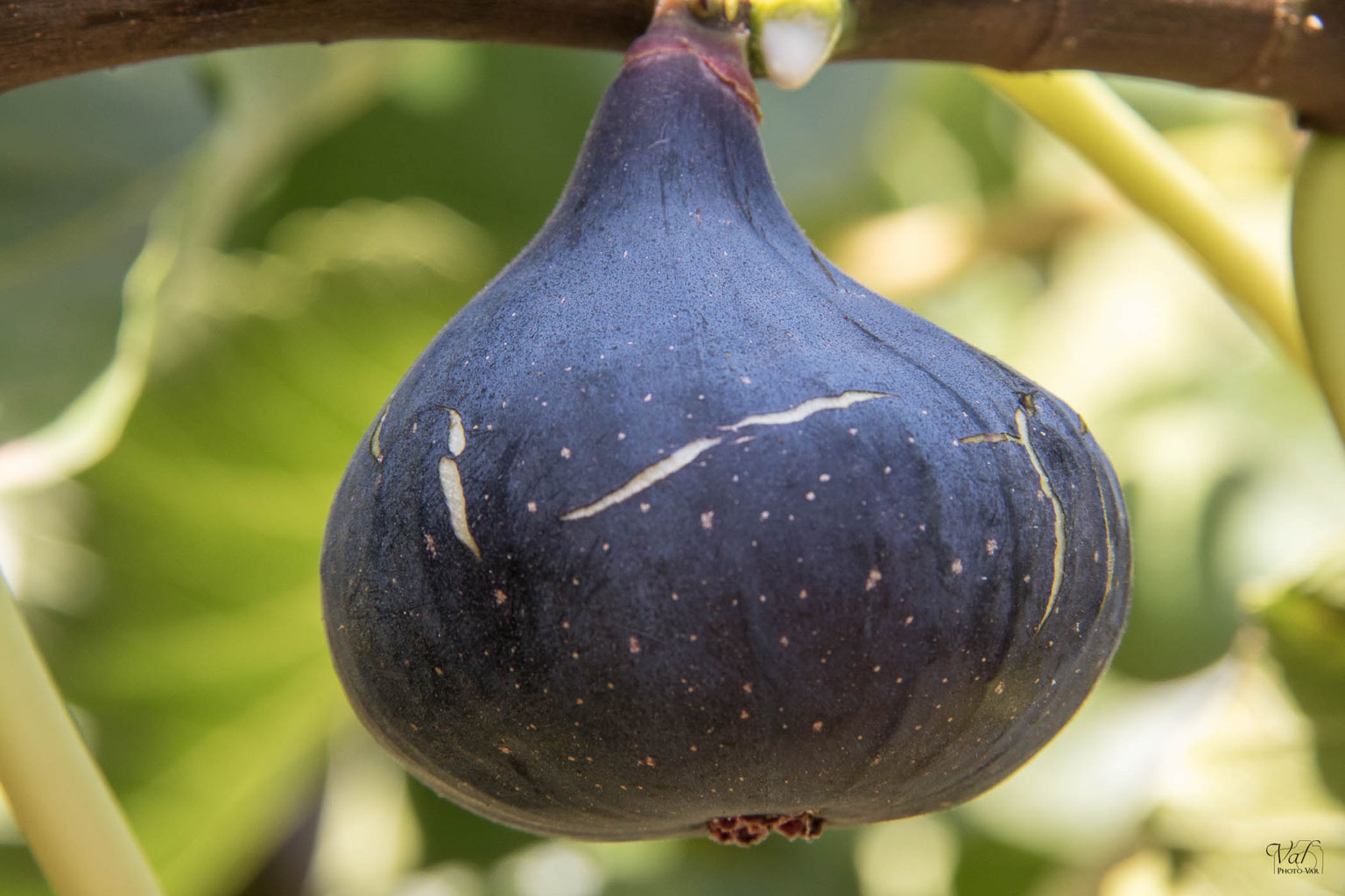 Les variétés de figues La figue de Solliès pont