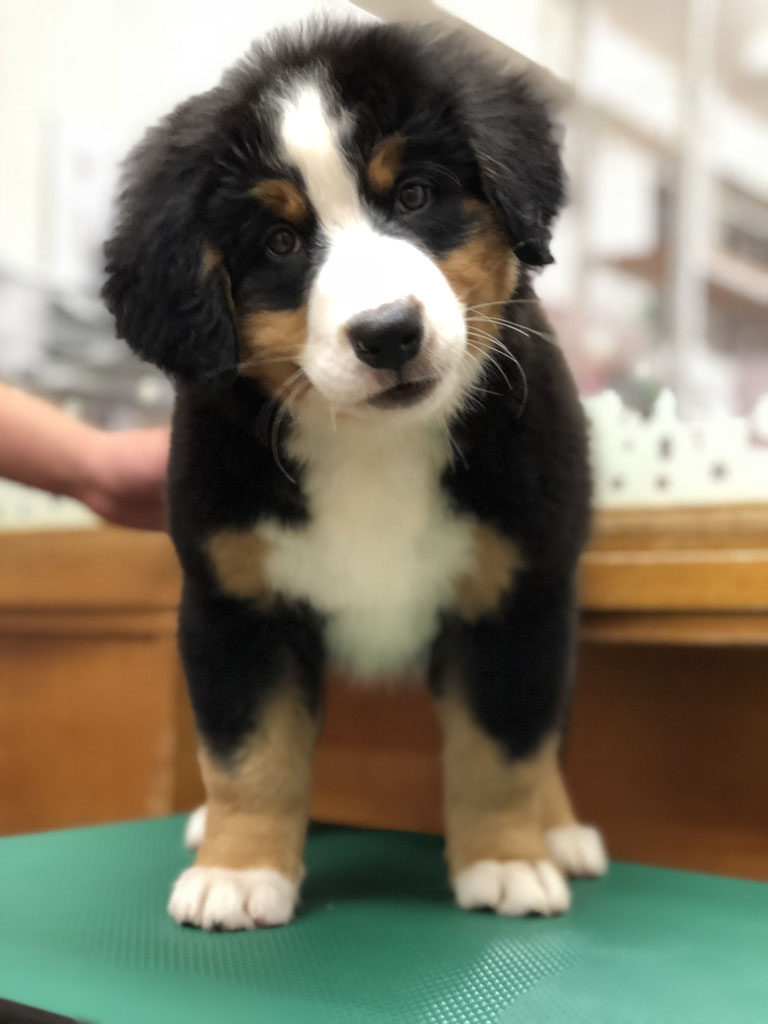 子犬情報 バーニーズマウンテンドッグ専門犬舎 子犬情報 バーニーズマウンテンドッグ専門犬舎