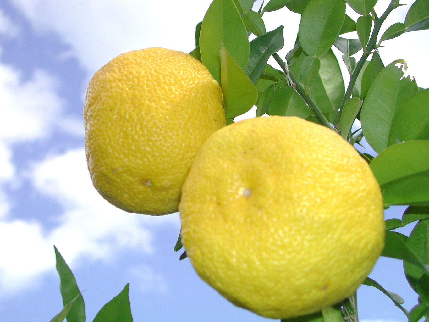 JAPANESE YUZU, YUZU JUICE 20kg, FSSC22000 - YUZU, FREEZE DRIED FOOD STUFFS FROM JAPAN