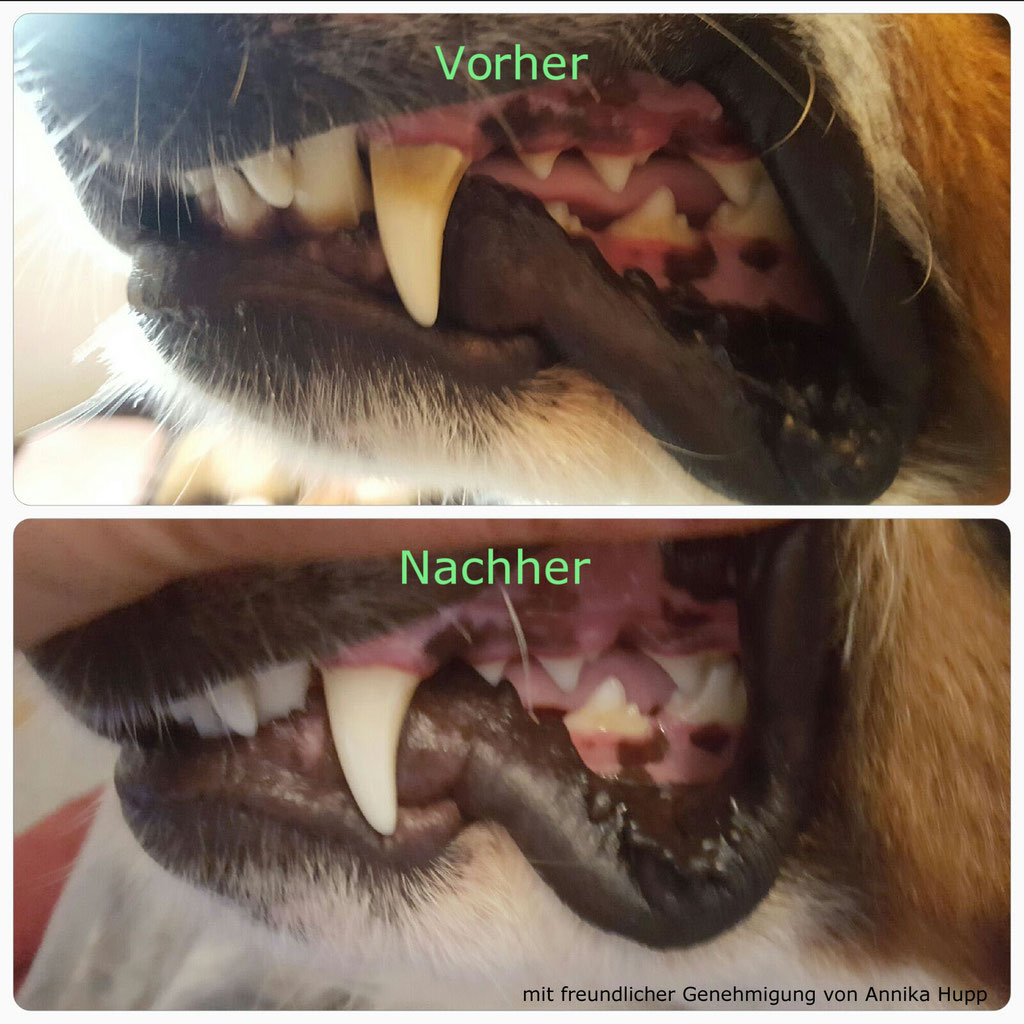 Zahnsteinentfernung & Hunde - & Tierphysiotherapeutin Euskirchen, Bad Münstereifel