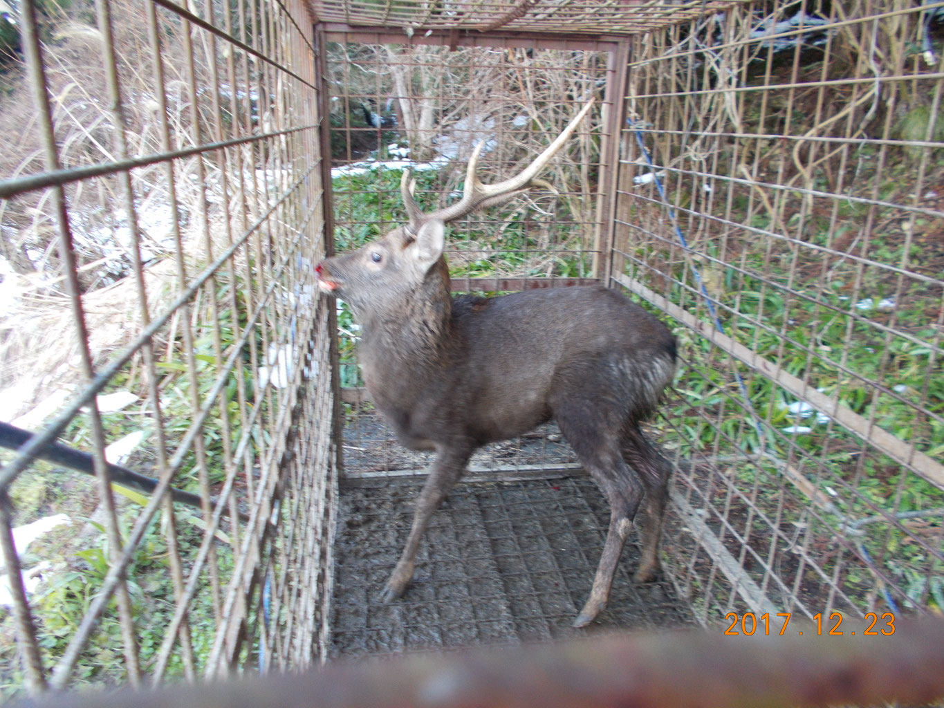 2-1-04 ペット用品 シカのしっぽとイノシシのしっぽ