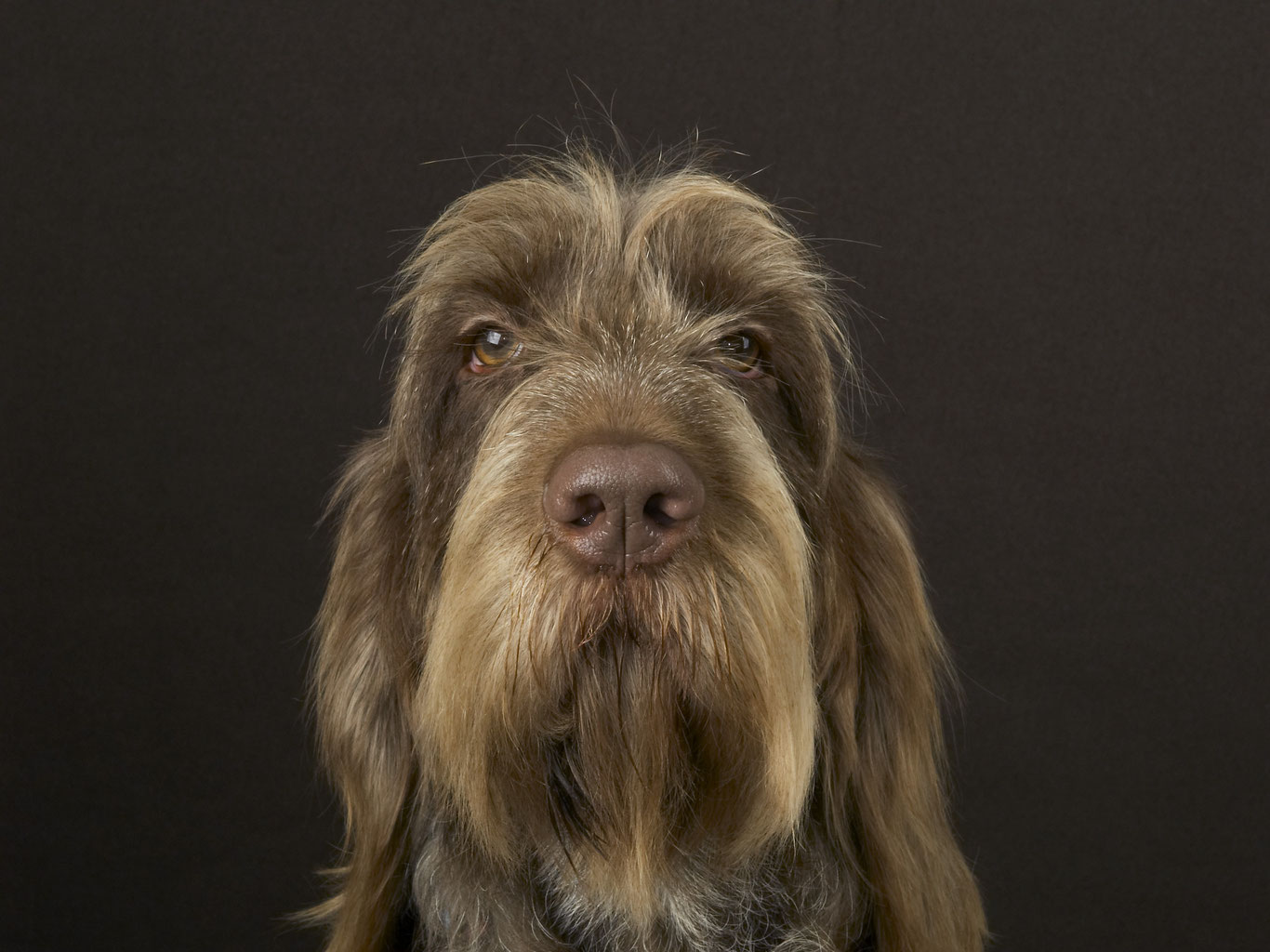 Спиноне итальяно собака. Спиноне итальяно описание породы