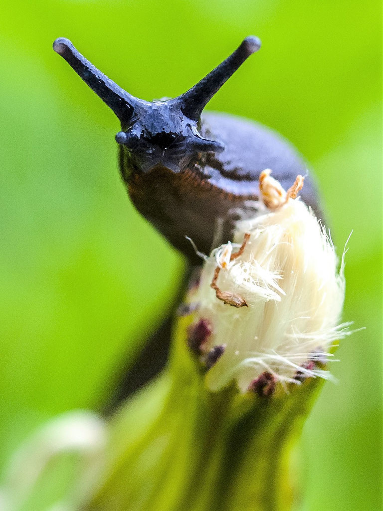 Was hilft uns im Garten gegen Nacktschnecken? Bürgerinitiative